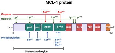 Targeting MCL-1 protein to treat cancer: opportunities and challenges